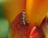 Tephritis praecox